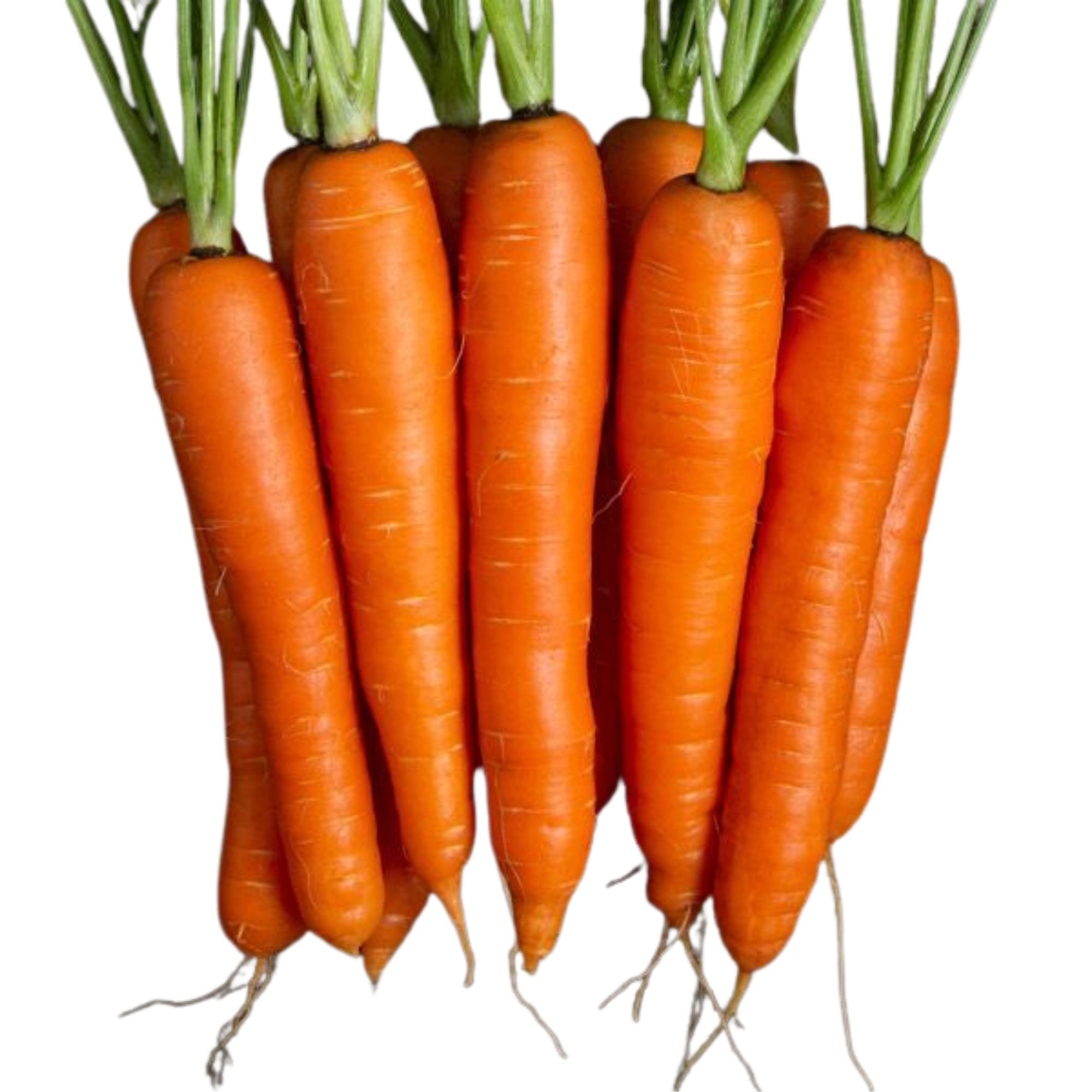 Carrot